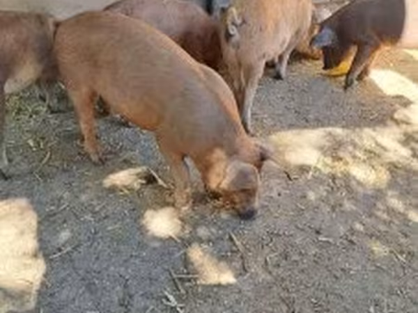 Pigs (batch, sex not specified),  — Hungary