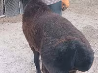 Widder, Tian-Shan semifinewool sheep — Foto 1