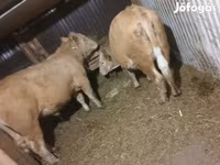 بقرة, Simmental cattle — الصورة 2