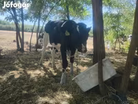 सांड, Russian Black pied cattle — फ़ोटो 4