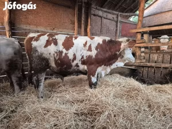 Bika, Limousin tehén — Magyarország