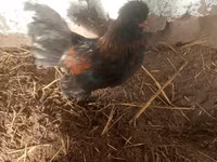 japán bantam — 5. fotó