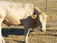 ثور, Charolais cattle — الصورة 7