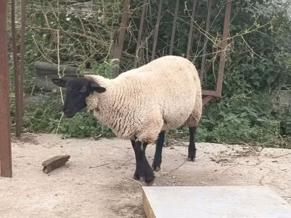 Carnero, White Suffolk sheep — Hungría