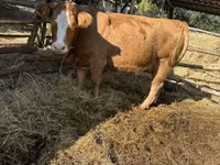Vaca, Simmental cattle — foto 1