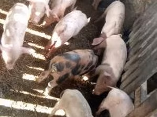 Pigs (batch, sex not specified), Pigs — Hungary