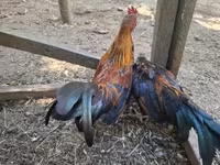 bantam japonais — photo 5