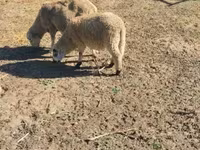 公羊, Sheep — 照片 2