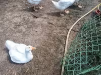Geese — फ़ोटो 1