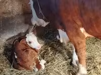 सांड, Simmental cattle — फ़ोटो 3