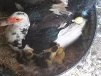 Ducks — 照片 1