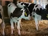 公牛, Russian Black pied cattle — 照片 4