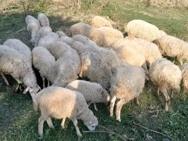 Ram, Sheep