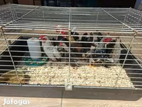 Holländisches Bantam — Foto 3