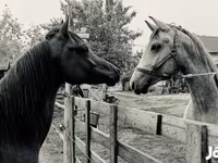 Hing, Arabian horse — 6. fotó