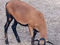 भेड़, Cameroon sheep — फ़ोटो 2