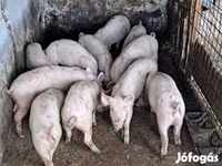 Boar, Pigs — photo 4