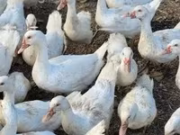 Geese — फ़ोटो 1