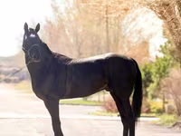 Cavalo, Thoroughbred horse — foto 4