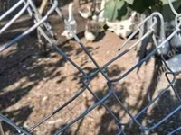 Geese — फ़ोटो 1