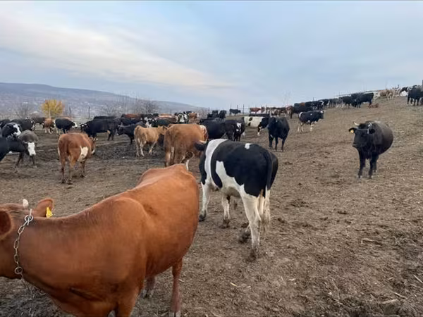 Býk, Russian Black pied cattle