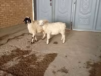 تيس, الماعز — الصورة 1