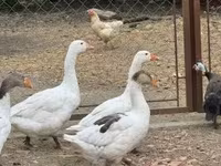 Geese — 4-сурет
