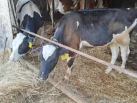 Býk, Russian Black pied cattle — foto 1