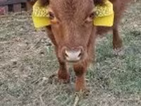 Bull, Dexter — photo 1