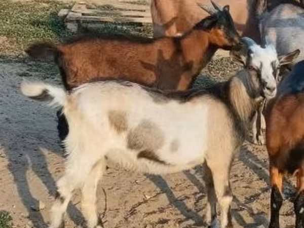 Kozel, Kozy — Maďarsko