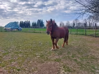 घोड़ी, Hungarian horse breed — फ़ोटो 3