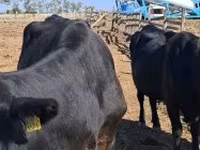 Cow, Cattle — photo 2