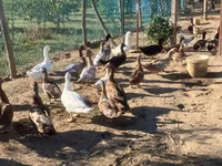 Ducks — photo 6