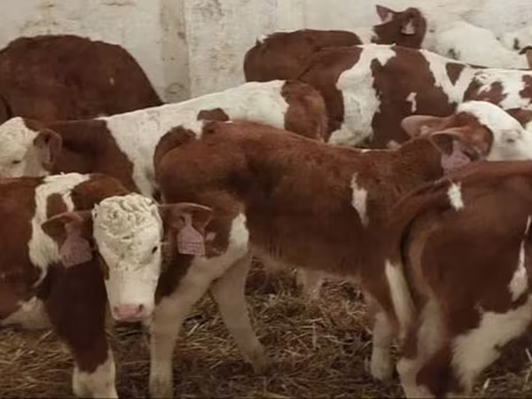 Taureau, Simmental cattle