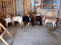 Cabra, Cabras — foto 1