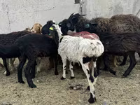 भेड़, भेड़ — फ़ोटो 2