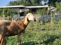 Beran, Arashan sheep — foto 5