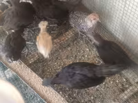 Australorp — Foto 4
