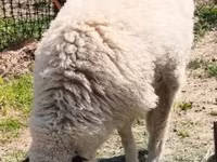Oveja, Ovejas — foto 5