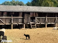 Kos, Merino sheep — 3. fotó