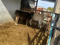 Byk, Swiss cattle — zdjęcie 1
