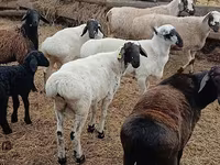 كبش, Arashan sheep — الصورة 4