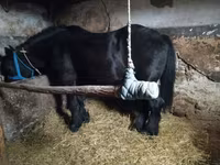 Klisna, Koně — foto 4