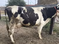 Vaca, Raça Holstein — foto 2