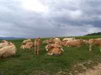 Tehén, Blonde d’Aquitane cattle — 2. fotó
