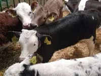 ثور, Simmental cattle — الصورة 2