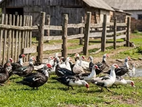 Ducks — Hongrie