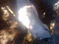 Säue, Schweine — Foto 3