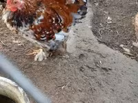 Pekin Bantam — 1. fotó