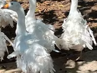 Geese — Foto 1